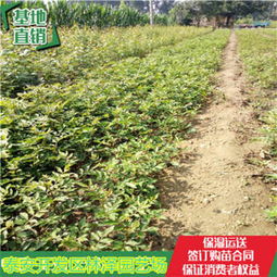 江西湘東小椒樹(shù)苗報(bào)價(jià)價(jià)格