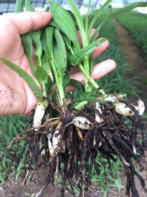 [白芨種苗批發(fā)]陜西漢中漢臺(tái)區(qū)白芨種苗 0.60元/棵白芨苗2年 _ 一畝田