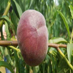 請(qǐng)您點(diǎn)擊 陜西安康嫁接核桃樹(shù)苗哪里有賣的 成活率有保證