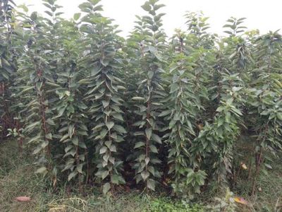 陜西寶雞櫻桃種苗(美早、布魯克斯、早大果、俄羅斯八號、美國一號)|櫻桃種苗(美早、布魯克斯、早大果、俄羅斯八號、美國一號)價格|櫻桃種苗(美早、布魯克斯、早大果、俄羅斯八號、美國一號)圖片-中國苗木網miaomu.com