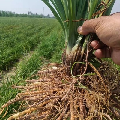 陜西蔬菜種苗陜西蔬菜種苗供應_陜西蔬菜種苗價格