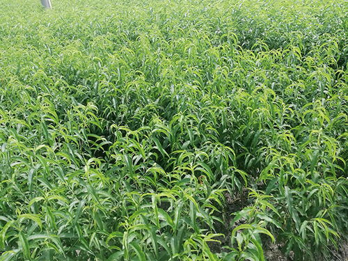 炎陵縣樂(lè)康水果種植專業(yè)合作社