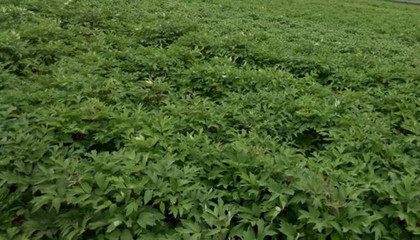 批發(fā)優(yōu)質(zhì)牡丹苗-油用牡丹種植技術(shù)指導-廠家直銷牡丹苗價格-和慶堂藥材種苗