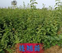 【淀粉鮮食型紅薯品種-徐薯32(食五)】徐薯32(食五),價格,廠家,供應(yīng)商,農(nóng)作物種苗