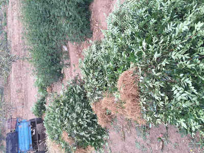 廈門供應(yīng)花椒苗產(chǎn)地批發(fā) 無刺花椒苗價格_韓城花椒苗