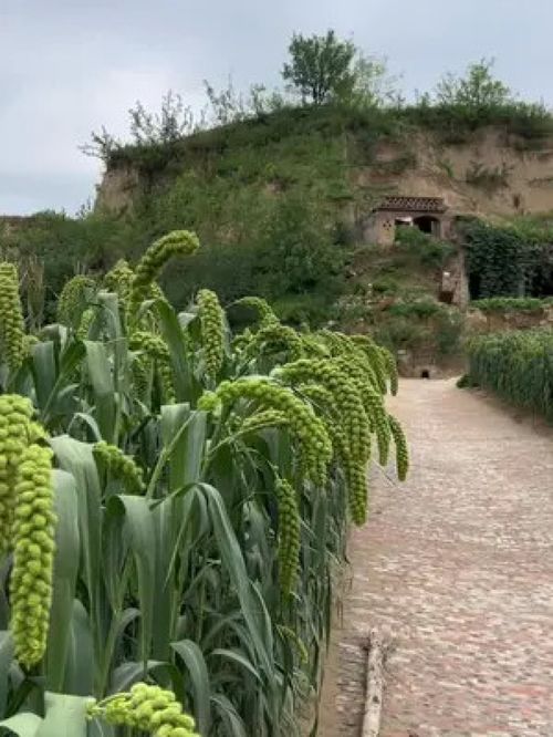 時間過的很快,一晃又一秋 陜北小米 谷子 三農(nóng) 優(yōu)質(zhì)農(nóng)產(chǎn)品