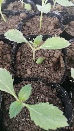 【陜西柳葉馬鞭草種苗杯苗容器苗供應(yīng)】 - 產(chǎn)品庫