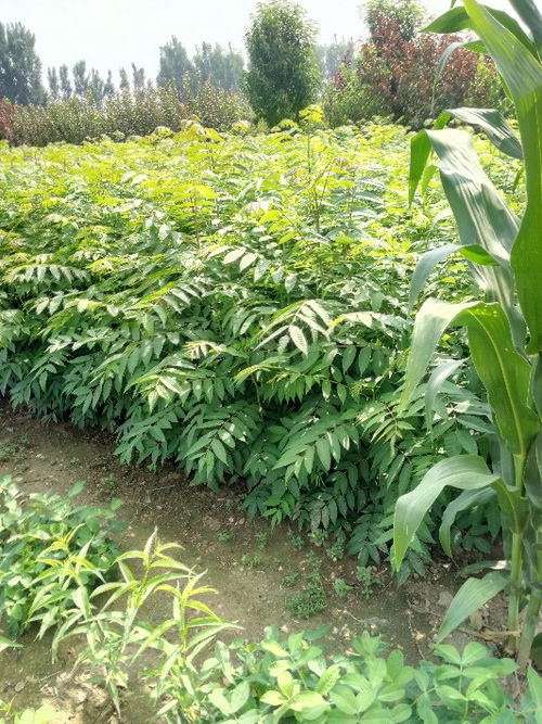 【山東供應(yīng)當年可食用紅油香椿地栽樹苗味道香可儲藏包成活】- 