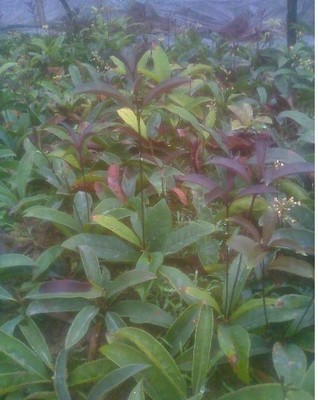 陜西苗木基地-供應(yīng)陜西桂花樹苗|桂花樹苗價(jià)格|出售桂花樹苗 -陜西厚樸苗價(jià)格|陜西櫻桃苗價(jià)格|陜西獼猴桃苗 產(chǎn)品展示(陜西苗木基地、陜西種苗供應(yīng)商、陜西苗木批發(fā))-金泉網(wǎng)