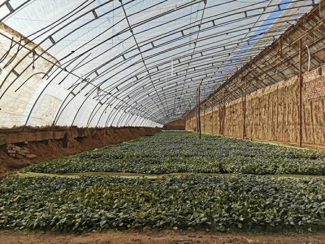 陜西種苗集團(tuán)成為全國最大國有種苗基地