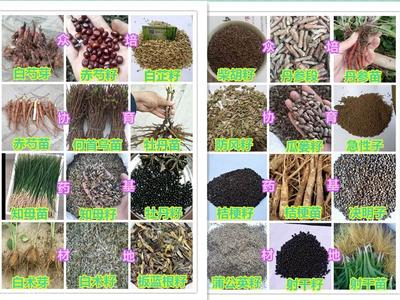 【油用牡丹苗兩年苗價(jià)格】價(jià)格,廠家,藥材種子種苗