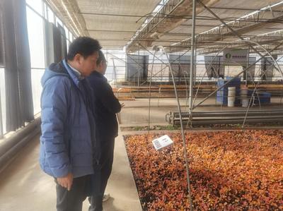 陜西省農(nóng)機(jī)技術(shù)體系專家調(diào)研楊凌果蔬育苗企業(yè)探討育苗機(jī)械需求情況