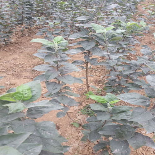 【紅嘎啦蘋果樹苗基地才賣多少錢、紅嘎啦蘋果樹苗2018年新報價】- 