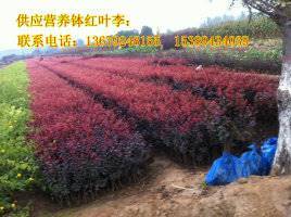 【供應西安營養缽紅葉李、紫葉李、陜西叢生密枝紅葉李】價格,廠家,其他種子種苗