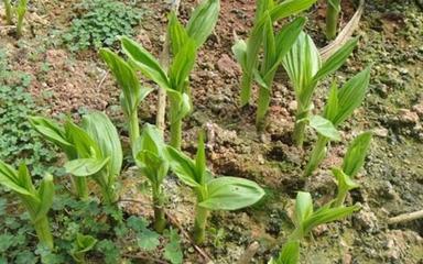 2017年白及種苗多少錢一棵:專家建議培育白及種苗更賺錢