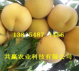 喜訊 河北唐山哪里有油蟠桃樹苗畝產多少斤