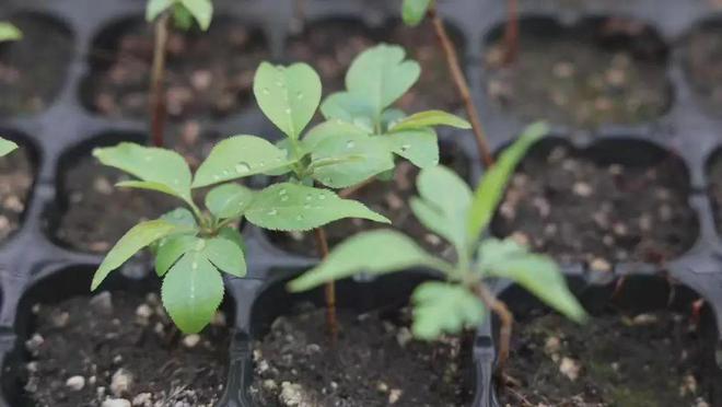 【人勤春來早 奮進正當時】春暖黃陵 科技助力種苗培育開啟新篇