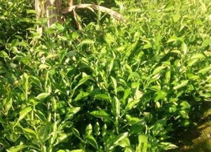 大農圈 農業供求信息 第八十九期