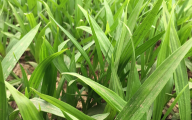 陜西三叉白芨種苗