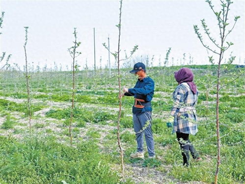 陜西蘋(píng)果種苗何以 安家 烏茲別克斯坦