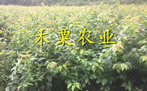 【湖南衡陽(yáng)李子苗供應(yīng)商__投產(chǎn)快李子樹(shù)苗產(chǎn)地直銷。】- 