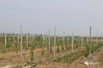 脫貧攻堅(jiān) ‖ 立足耀州現(xiàn)代農(nóng)業(yè) 示范帶領(lǐng)周邊村民