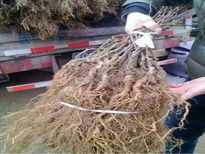 2公分獼猴桃苗 金香獼猴桃樹(shù)種植技術(shù)