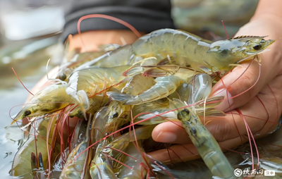 勉縣:&ldquo;金苗&rdquo;撬動增收新&ldquo;錢&rdquo;景