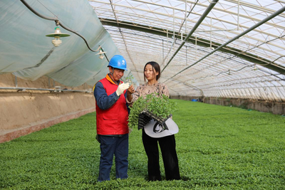 國網陜西電力:以優質服務撐起鄉村