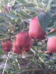 山西紅富士蘋果苗