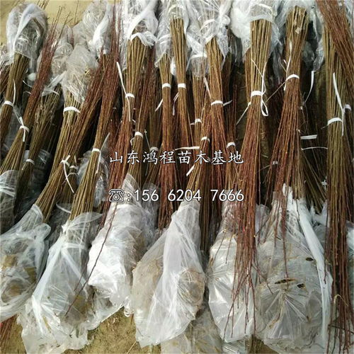 【風味玫瑰杏李苗銷售、風味玫瑰杏李苗銷售基地】- 