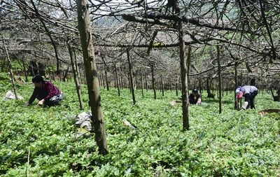 陜西省西安市價值高的中藥材種植基地