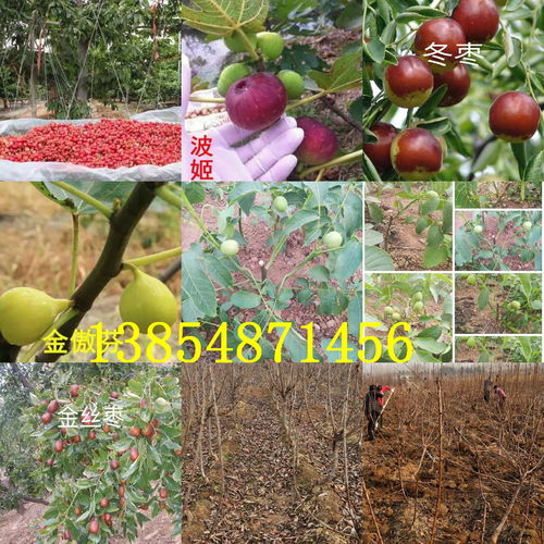 【陜西渭南柿子樹苗出售價錢、2年柿子樹苗哪里才賣】- 