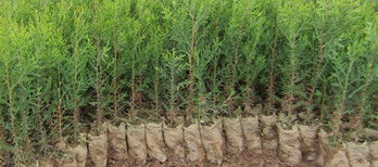 側(cè)柏樹苗木陜西西安周至兩年生營養(yǎng)袋側(cè)柏容器苗柏樹苗量大從優(yōu)