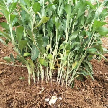 [蒼術(shù)種苗批發(fā)]陜西渭南華陰市蒼術(shù)種苗 0.30元/棵蒼術(shù)苗 _ 一畝田