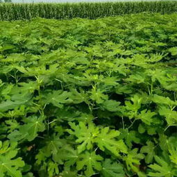 新聞 湖北孝感花椒樹苗出售批發(fā)價(jià)