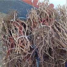 饒陽縣昊營(yíng)水果廠