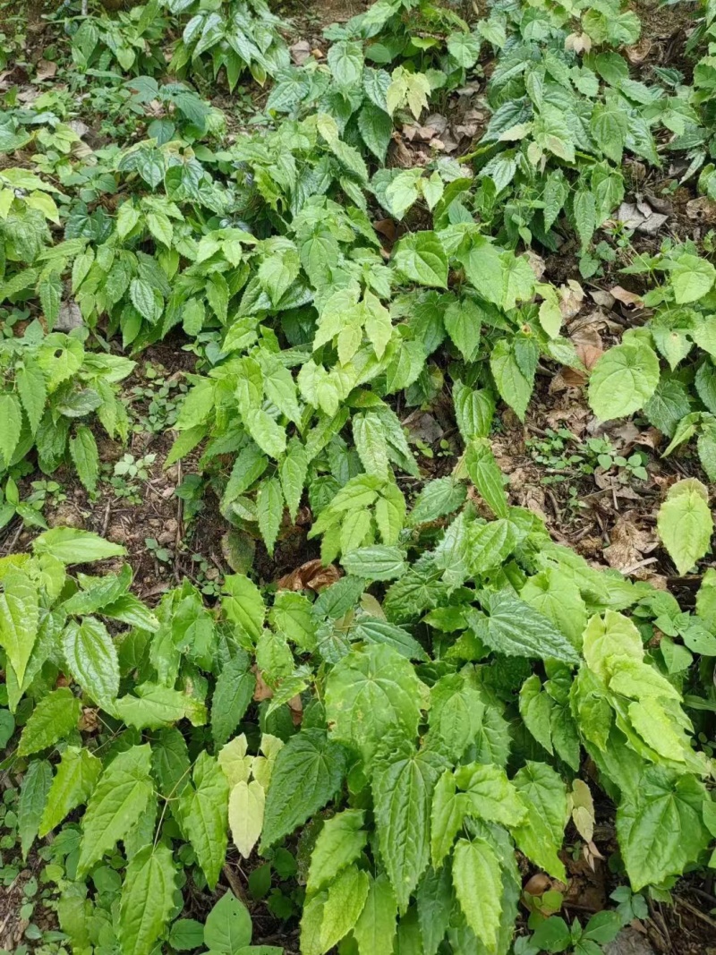 [淫羊藿種苗批發]陜西安康嵐皋縣淫羊藿種苗 0.80元/棵陜西省 _ 一畝