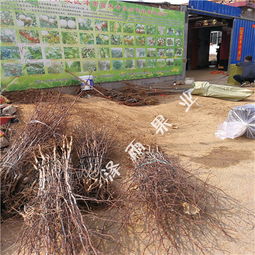 冬棗樹苗管理技術(shù) 3公分冬棗樹 4公分冬棗樹價(jià)格走勢