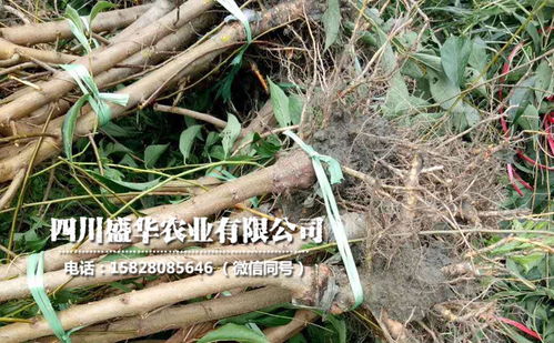 【4年生廣西李子苗、4公分廣西李子樹苗價(jià)格與報(bào)價(jià)】-