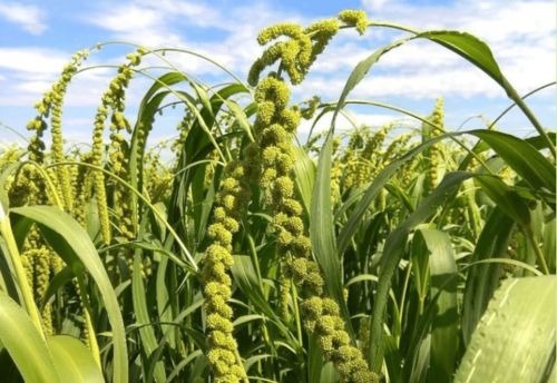 那年愿 陜北佳縣有機農(nóng)業(yè)的守護與陜西種苗的健康生活愿景