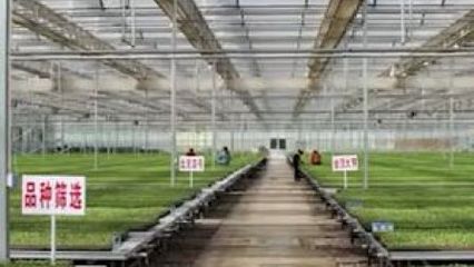 企業(yè)幫扶農(nóng)戶,攜手共奔小康——記陜西種苗大王李林軍的脫貧攻堅之路