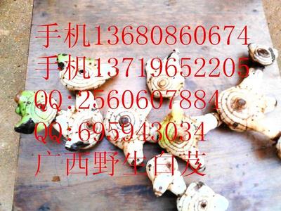 供應優(yōu)質(zhì)陜西白及種苗與種子，助力藥材種植產(chǎn)業(yè)發(fā)展