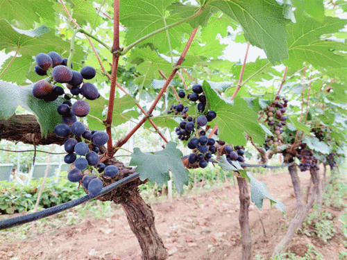 陜西楊凌葡萄種苗 萬里國際合作添新枝