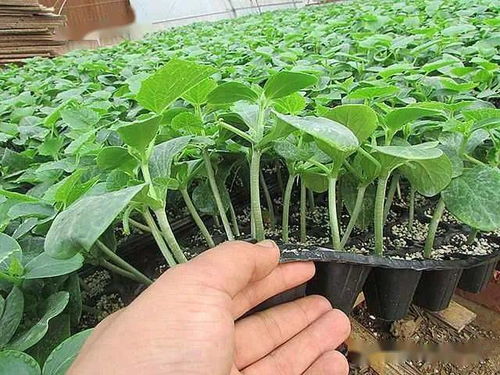 陜西種苗，技能成才——我校在中職技能大賽中再創(chuàng)佳績(jī)