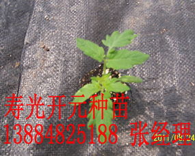 工廠化育苗新標(biāo)桿 從壽光開(kāi)元到陜西，番茄種苗產(chǎn)業(yè)的升級(jí)之路