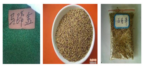 陜西省小葉雞爪槭種子市場(chǎng)概況 價(jià)格、供應(yīng)商與種苗資源探析