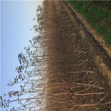 陜西種苗 綠色發(fā)展的基石與鄉(xiāng)村振興的引擎